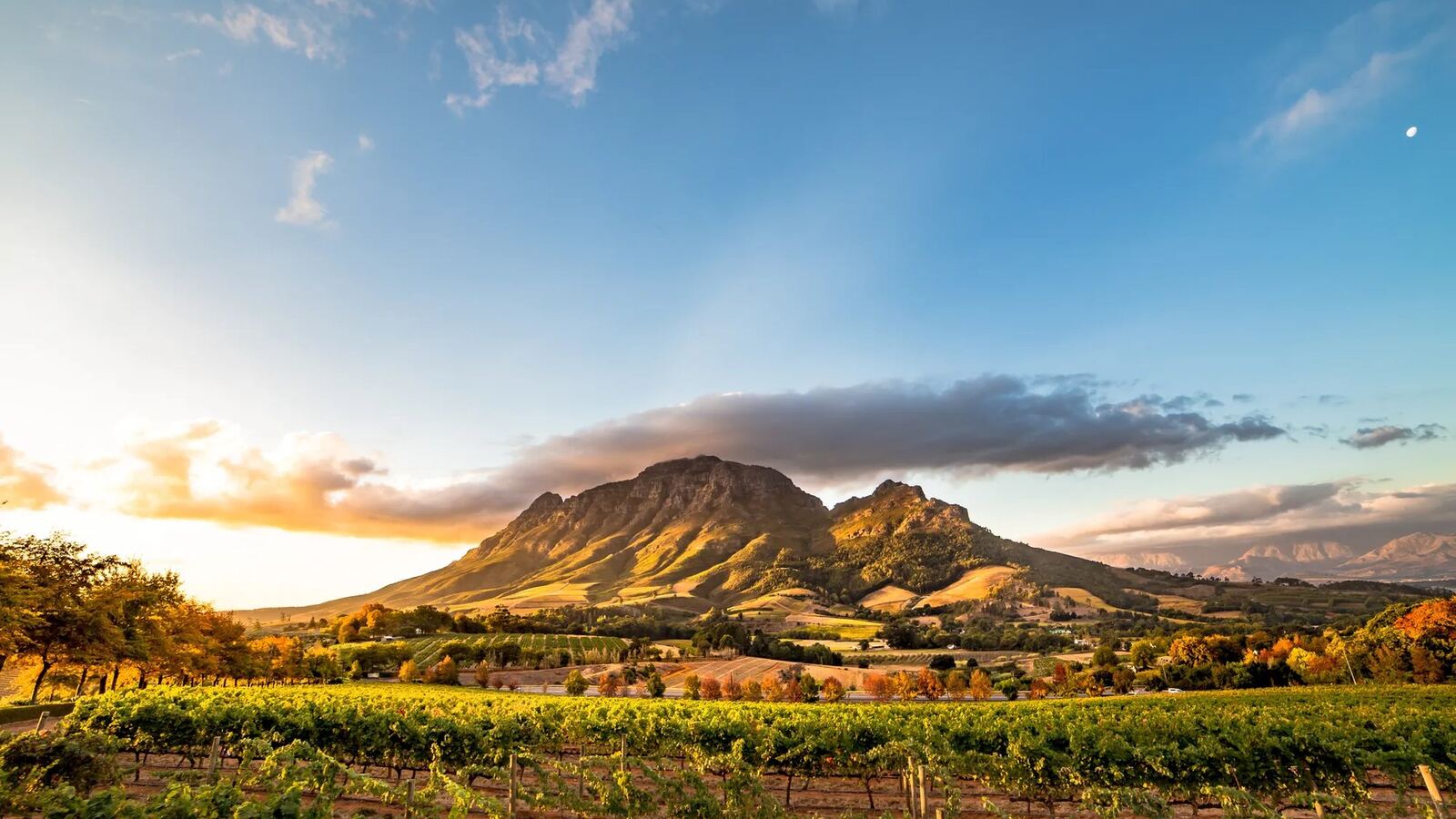 Vineyard rows below the mountains outside Stellenbosch in late afternoon light